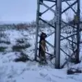 Обесиха куче на електрически стълб по особено свиреп начин