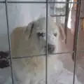 Бялото куче от Каменар намери своя спасител
