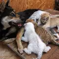Куче кърми тигърчета, изоставени от майките си