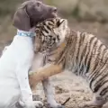 Отритнато от майка си тигърче намери нежност и топлина при куче