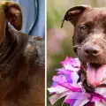 Бездомно куче, олепено с тиксо, оцеля и намери щастието