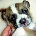 Спасиха новородени кученца, захвърлени в торба на студа