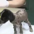 Куче, залято с асфалт, бе спасено от 3 деца