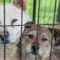 Петдесет кучета бяха спасени от изяждане в Южна Корея (СНИМКИ)