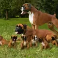Размножаване на Кучета
