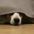 Защо кучето се крие?