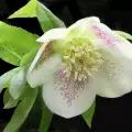 Hellebore is a Medicinal Herb from the Middle Ages