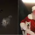 Влюбено в Дядо Коледа куче най-сетне го видя на живо