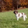Как да научим кучето да търси трюфели