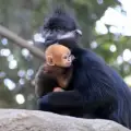 Маймунче от най-рядката порода в света се роди в зоопарк в Сидни