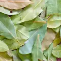 Varieties of Bay Leaf