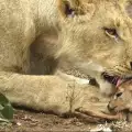 Напук на инстинктите си лъв се погрижи за бебе антилопа