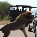 Страховито! Лъв атакува кола в сафари парк