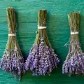 Folk Medicine with Lavender