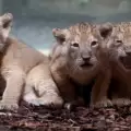 Най-сладките лъвчета-тризнаци с първи дебют! Вижте ги (СНИМКИ)