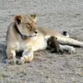 Майчинският инстинкт на тази лъвица надделя и тя накърми леопардче