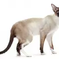 Грижи при отглеждане на сейшелска котка