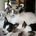 Хранене на сейшелска котка