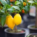 Защо падат листата на лимона