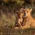 Лъвовете - всичко, което трябва да знаем