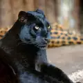 Черните леопарди всъщност са петнисти