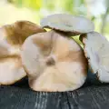 Vrste Gljiva