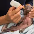 Служителка от зоопарк отгледа бебе кенгуру, отхвърлено от майка си