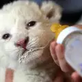 Чудо! Снежнобяло лъвче се роди в Унгария