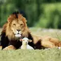 Нечувано! Лъвче и агънца са първи приятели