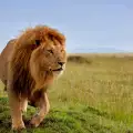 Изумителни факти за лъвовете