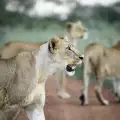 Лъвица уби туристка по време на фотосафари