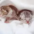 Как да се грижим за новородени котета, ако майката е починала