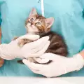 От какво боледуват най-често малките котенца