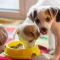 Хранене на малки кученца