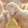 Овца в съня - значение и тълкувания