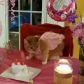 Вижте бляскавото парти за 15-тия рожден ден на котката Луна