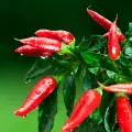 What Substance Makes Hot Peppers Spicy?