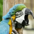 Прозяването е заразно и при вълнистите папагали