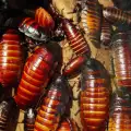 Как да се справим с нашествието от хлебарки