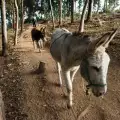 Група лакоми магарета отиде зад решетките в Индия! Вижте защо