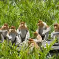 Even Monkeys Use Networking to Rise in the Hierarchy