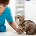 Съвети при отглеждане на котка с малко дете