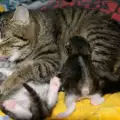 Отровиха котка и нейните малки с антифриз в Бургас