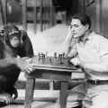 Зъл руски учен опитвал да създаде маймуно-човек