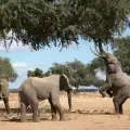 Подивял слон рани две деца в Индия