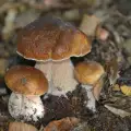 Can Porcini Mushrooms be Grown at Home?