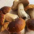 How are Porcini Mushrooms Preserved?