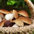 When are Porcini Mushrooms Harvested?