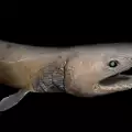Праисторическа акула-чудовище се появи край Португалия