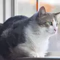 Най-търпеливите породи котки